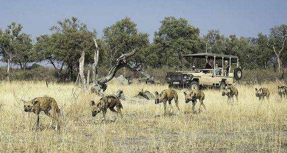 a herd of hyenas seen from a rover