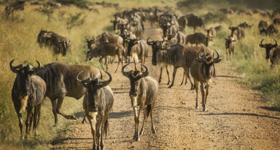 Wildebeest during migration on Serengeti